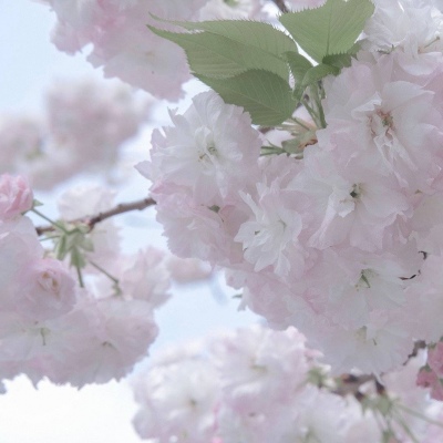 兽设星空元素设计兽圈社群